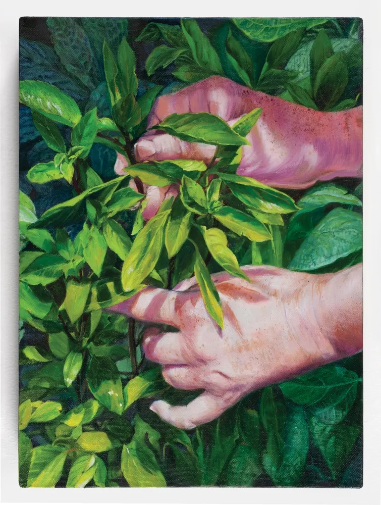Basil being picked